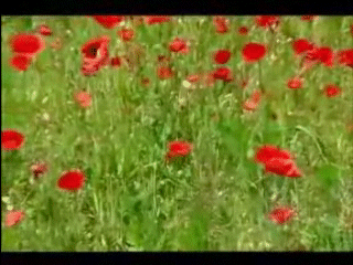 green fields of france