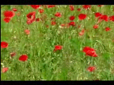 green fields of france